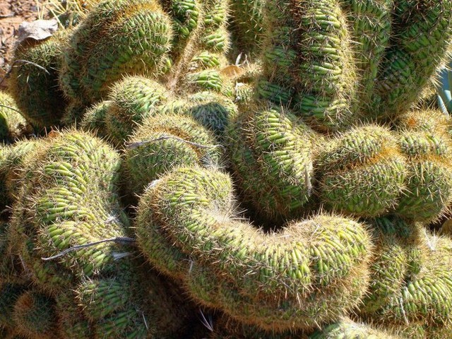 Trichocereau Huaschii Cristatus